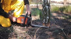 How Our Tree Care Process Works  in Victoria, MN